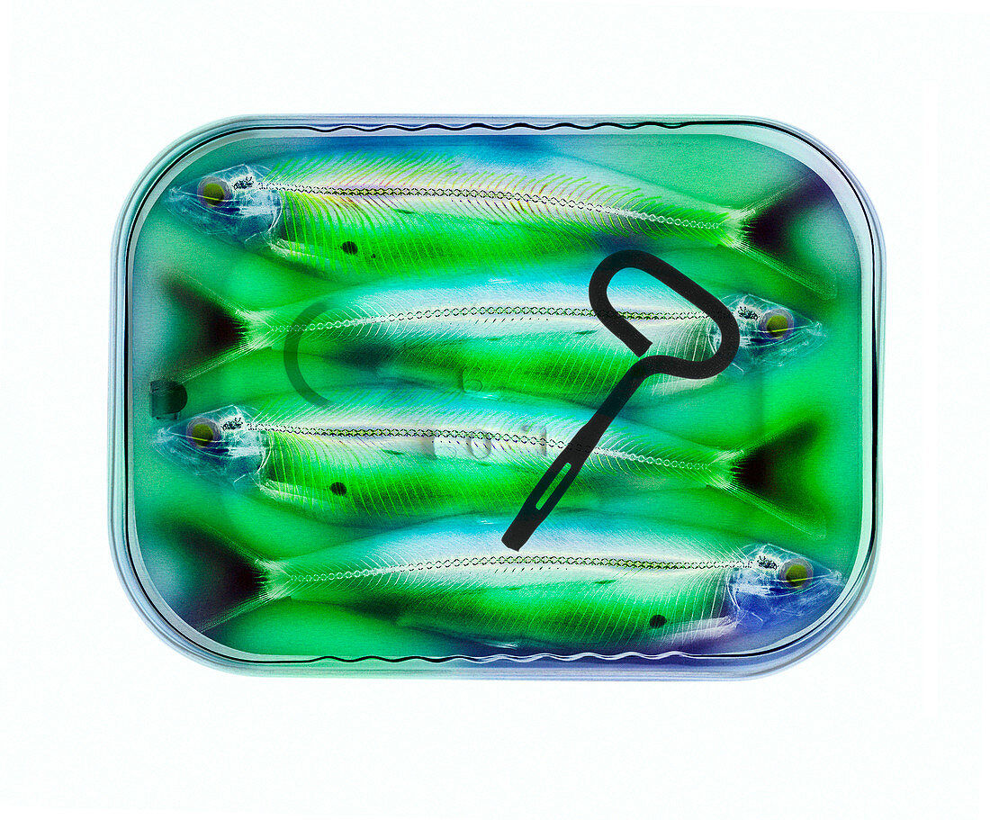 Sardine tin,coloured X-ray