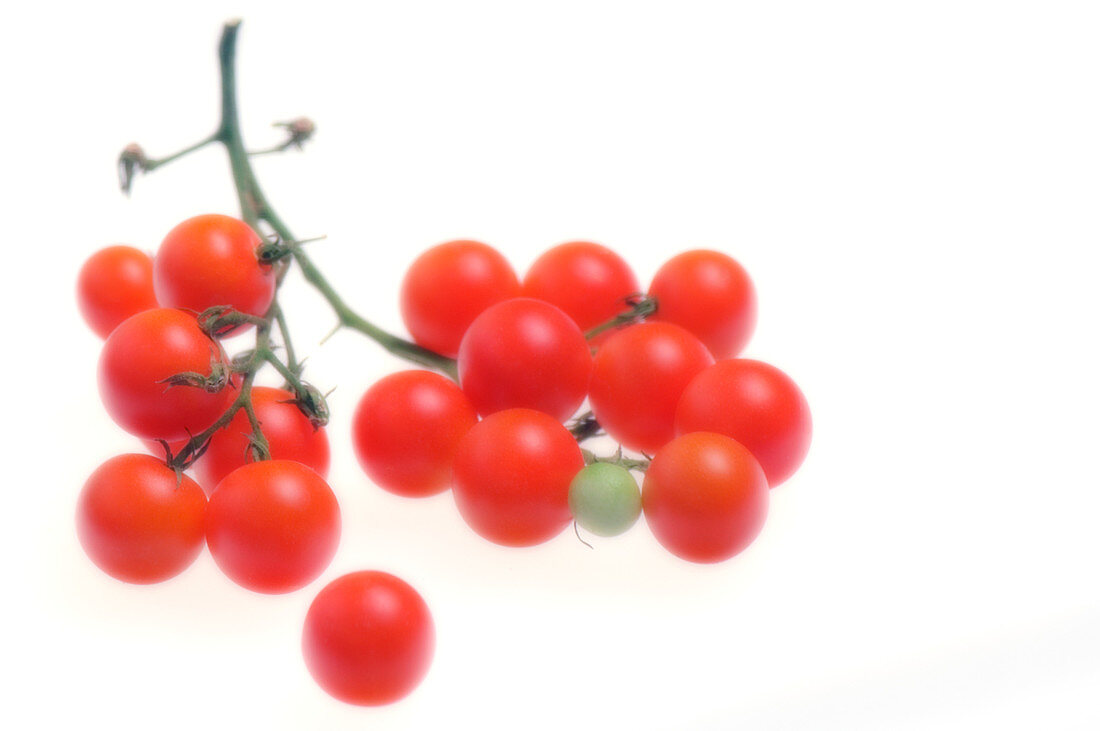 Cherry tomatoes (Solanum lycopersicon)