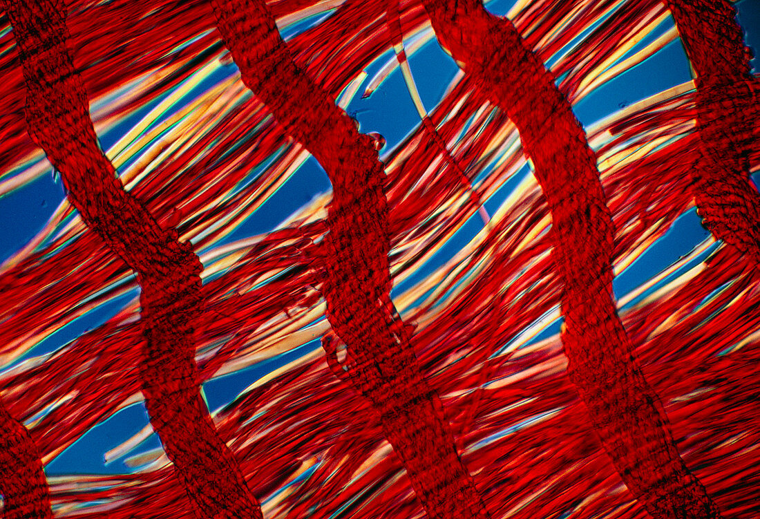 Light micrograph of crepe de Chine fabric