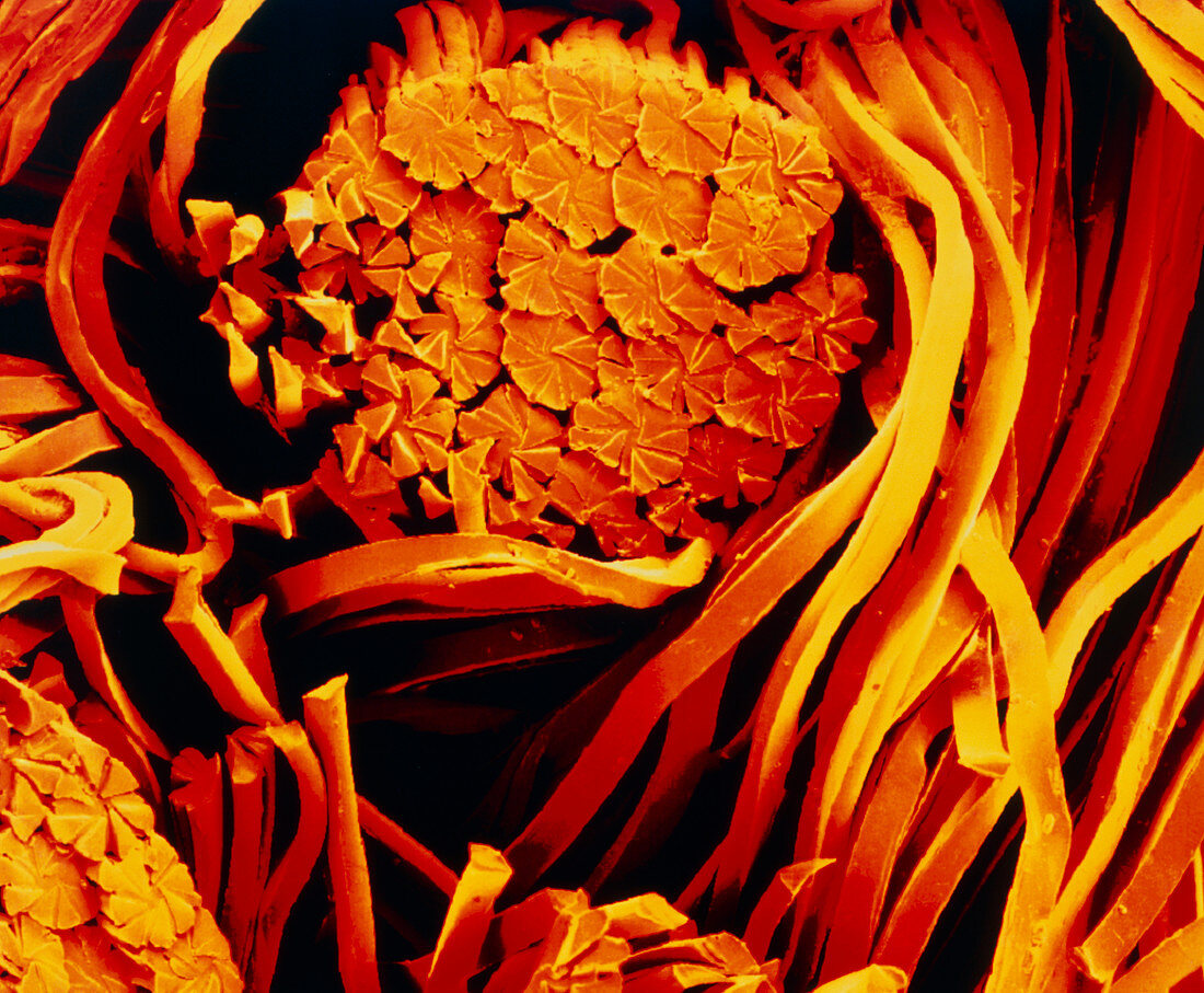 Scanning electron micrograph of microfibre cloth