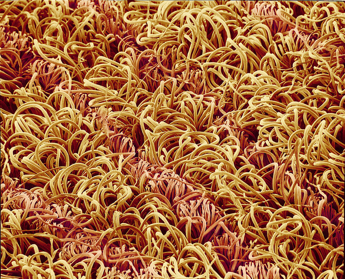 Cotton and synthetic fibres,SEM