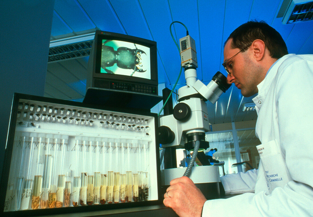 Forensic scientist views beetle through microscope