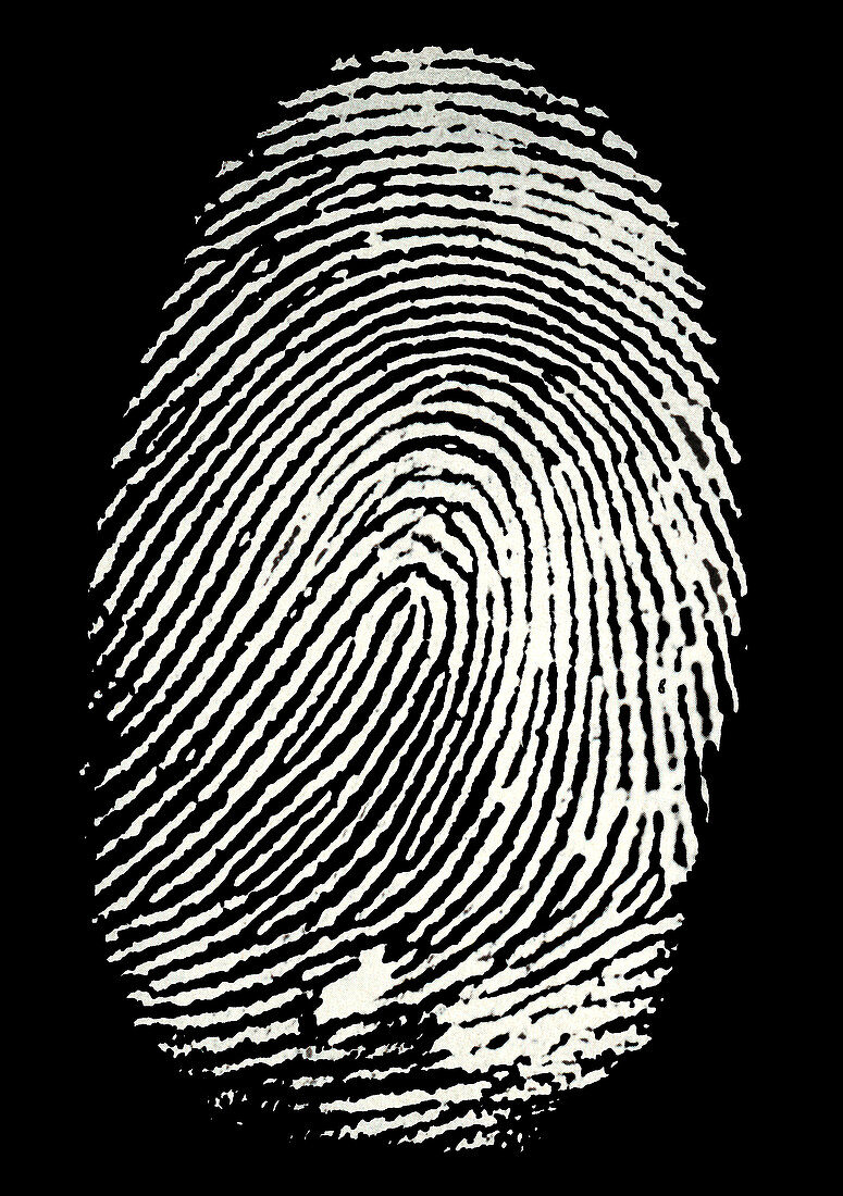 Enlarged fingerprint