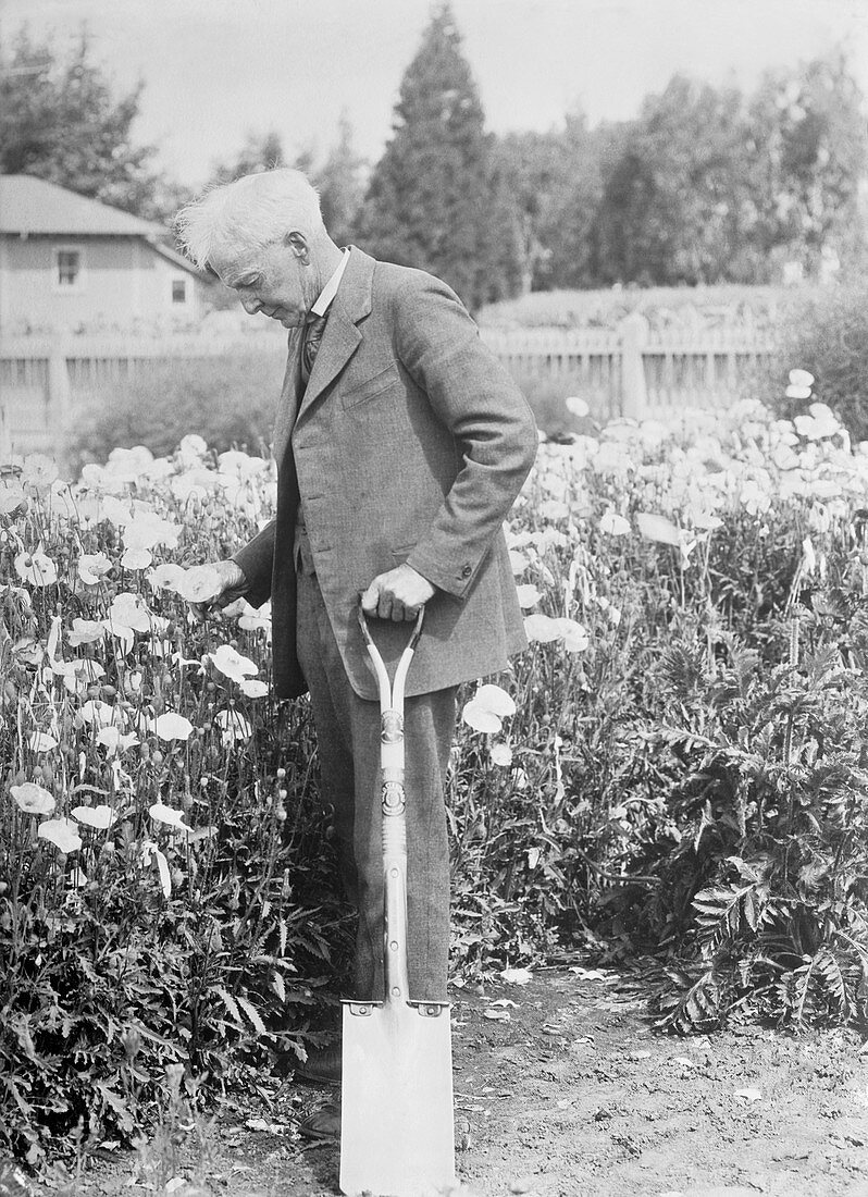 Luther Burbank,US horticulturalist