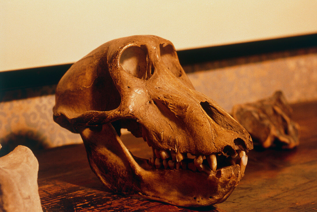 The skull of an ape at Darwin's house