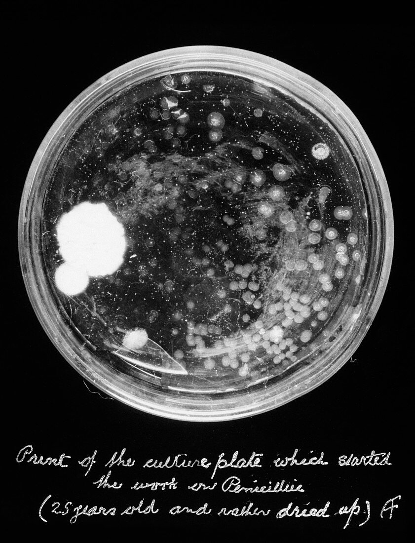 Fleming's petri dish culture reshot after 25 years