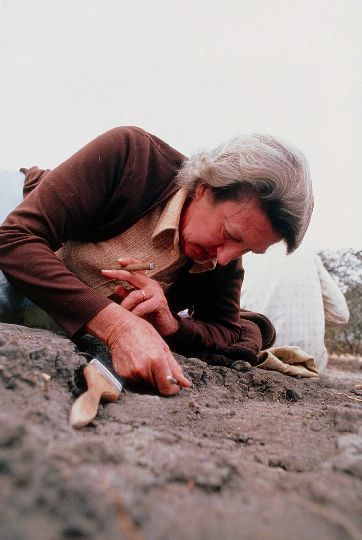 Mary Leakey on site at Laetoli,Tanzania