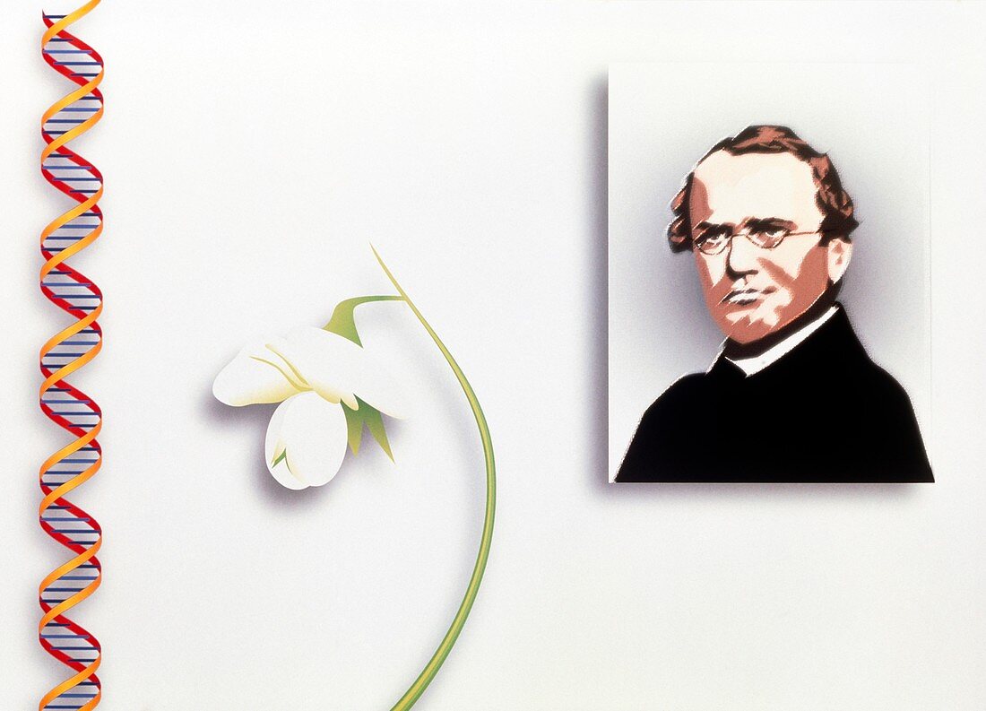 Computer artwork of the botanist Gregor Mendel