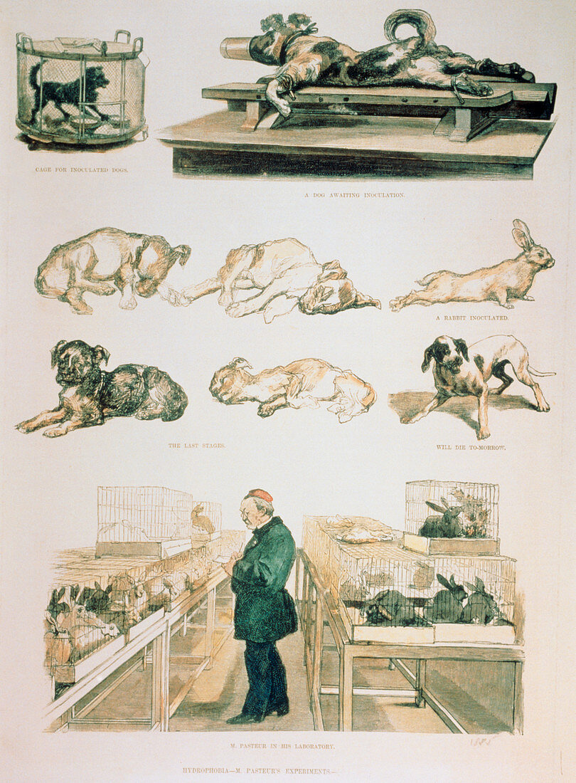 Pasteur supervising inoculation of rabies vaccine