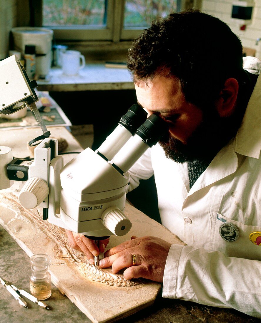 Researcher cleaning fossilised snake-like reptile