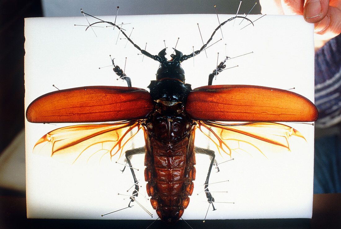 Mounted longhorn beetle (Titanus giganteus)