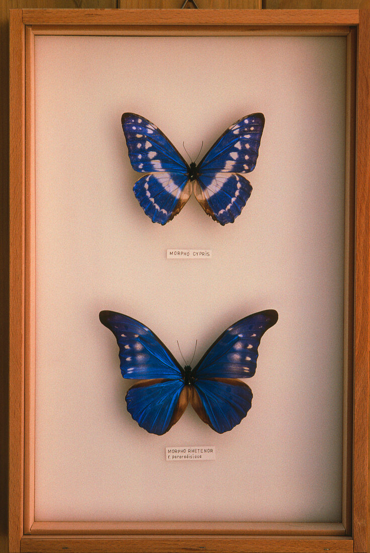 Mounted morpho butterflies (Morpho sp.)
