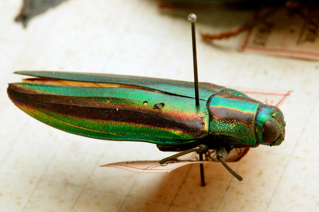 Mounted jewel beetle