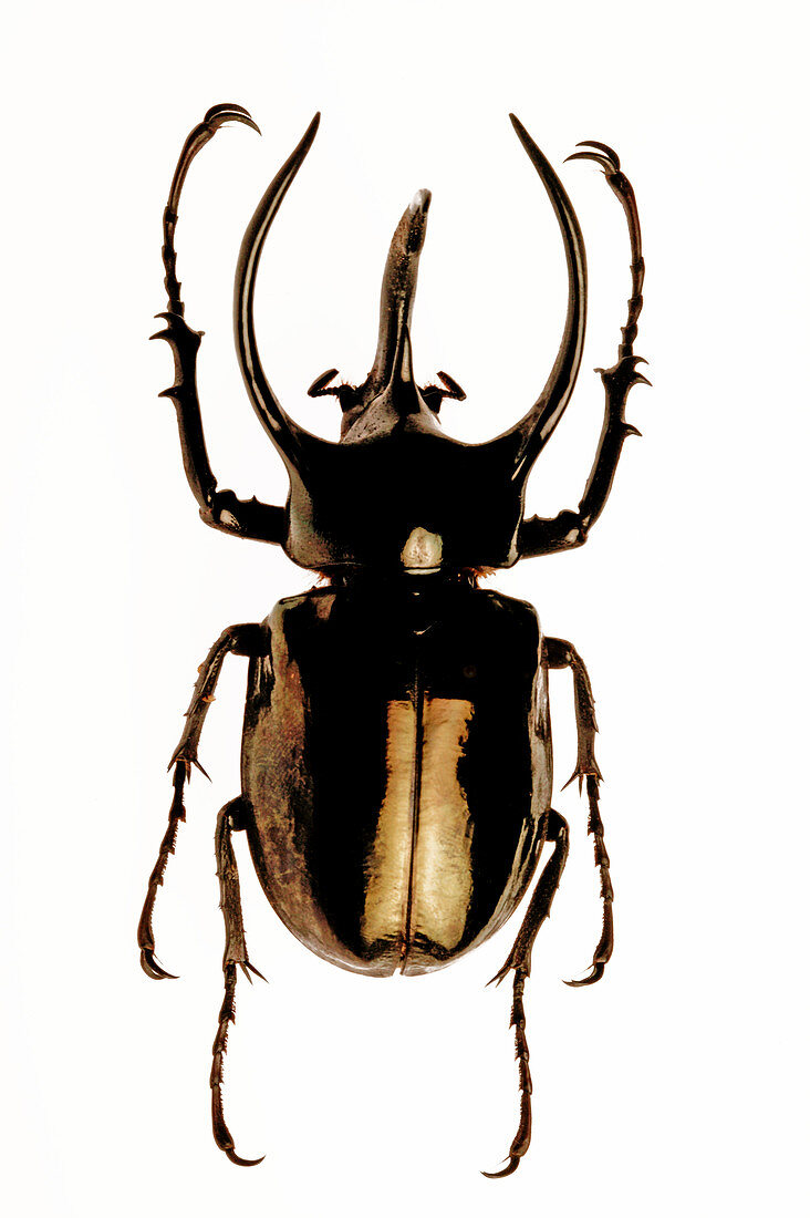 Mounted scarab beetle