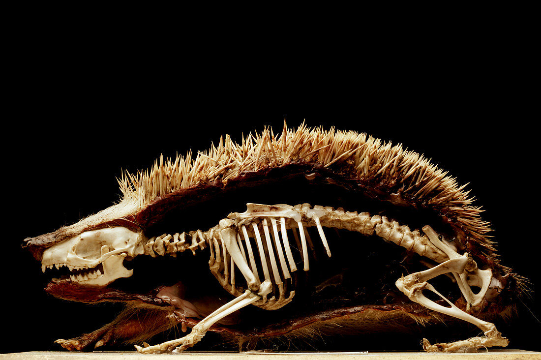 Dissected hedgehog