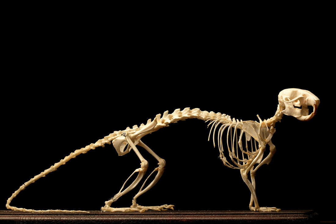 Brown rat skeleton