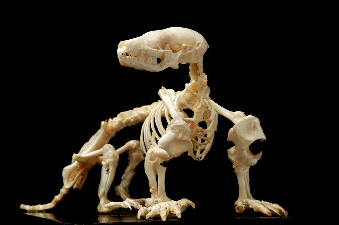 European mole skeleton