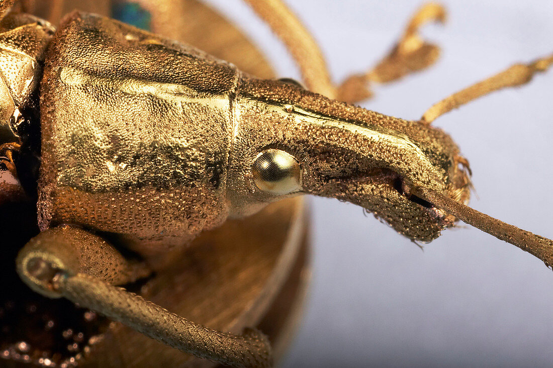Weevil covered in gold for SEM study