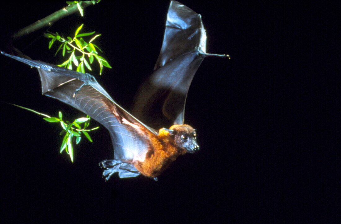 High-speed photograph of a fruit bat