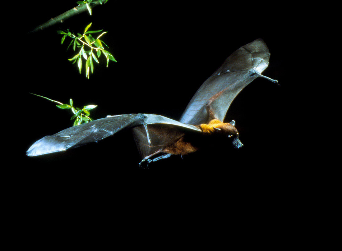 High-speed photo of fruit bat in flight
