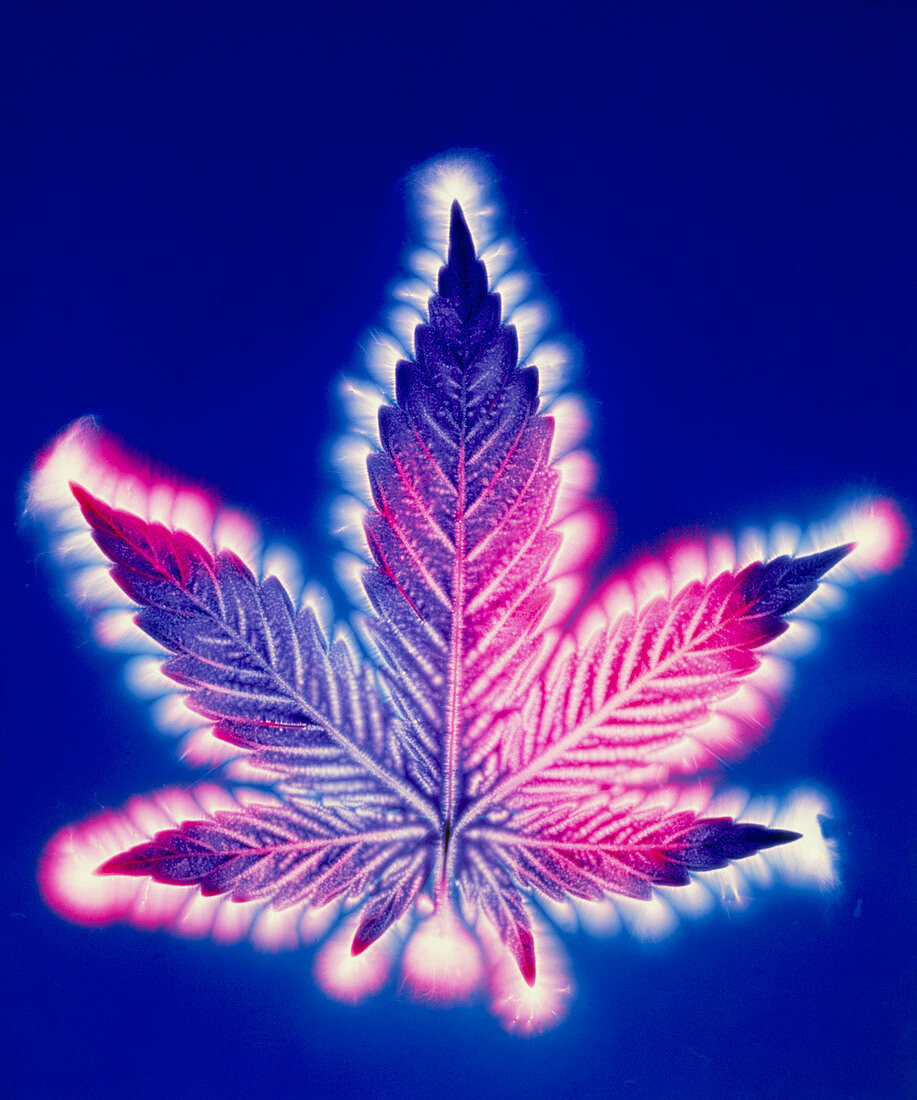 Kirlian photograph of a leaf of Cannabis sativa