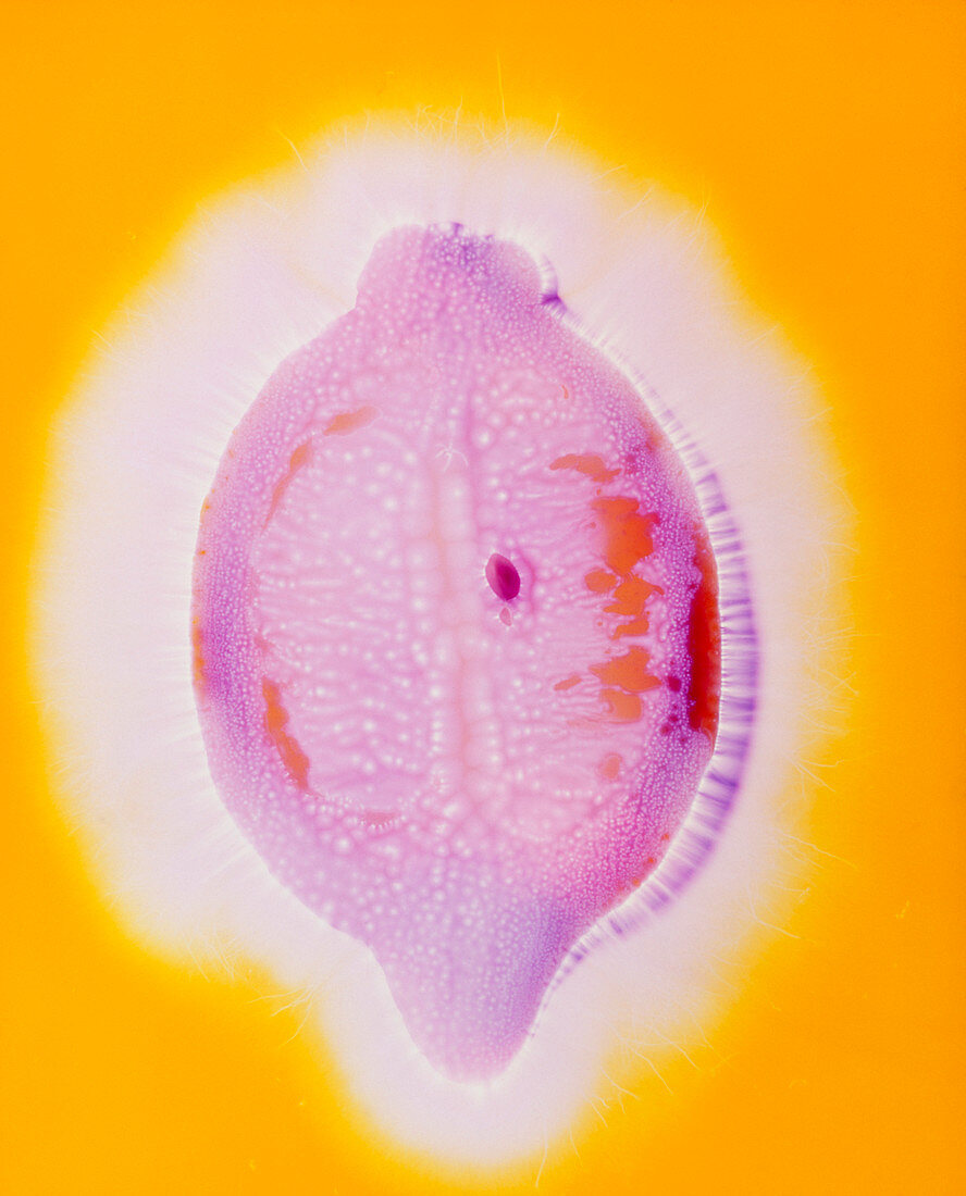 Kirlian photograph of a lemon half