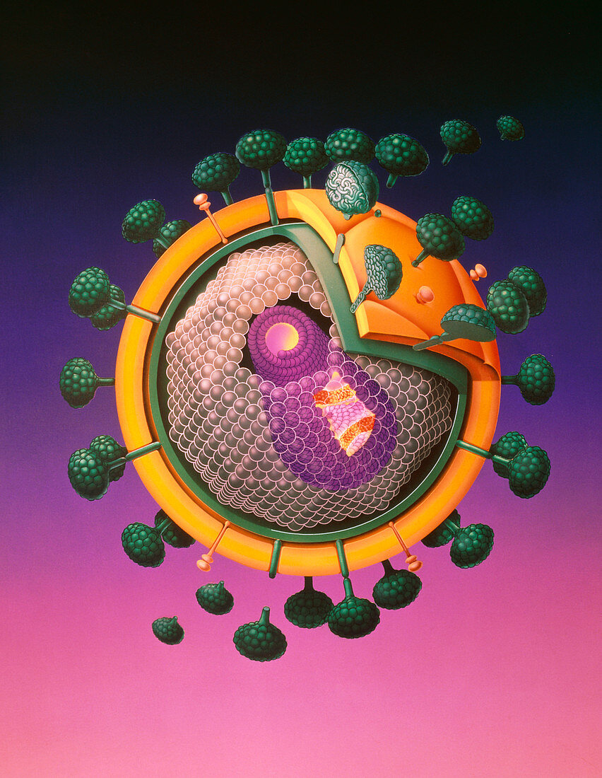 Graphic illustration of AIDS virus