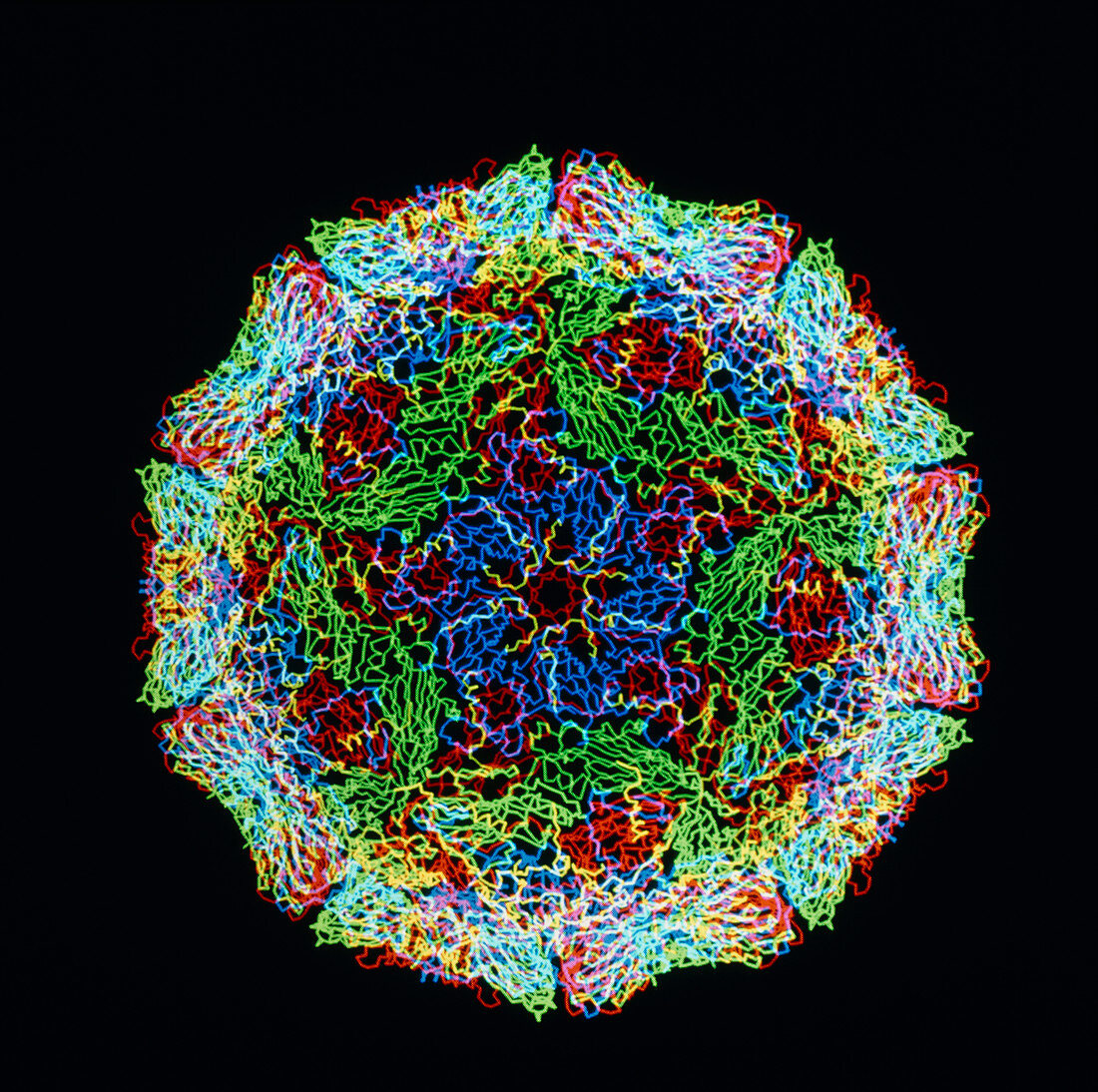 Computer graphics of Foot & Mouth virus