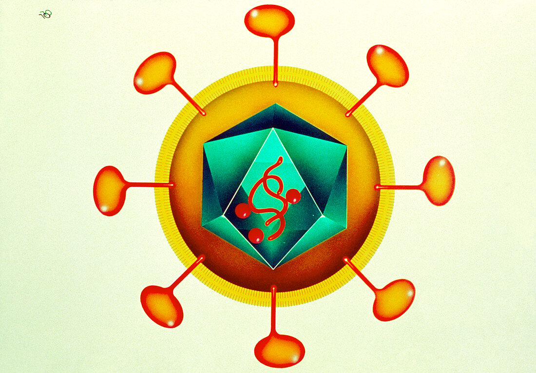 Illustration of HIV retrovirus,white background