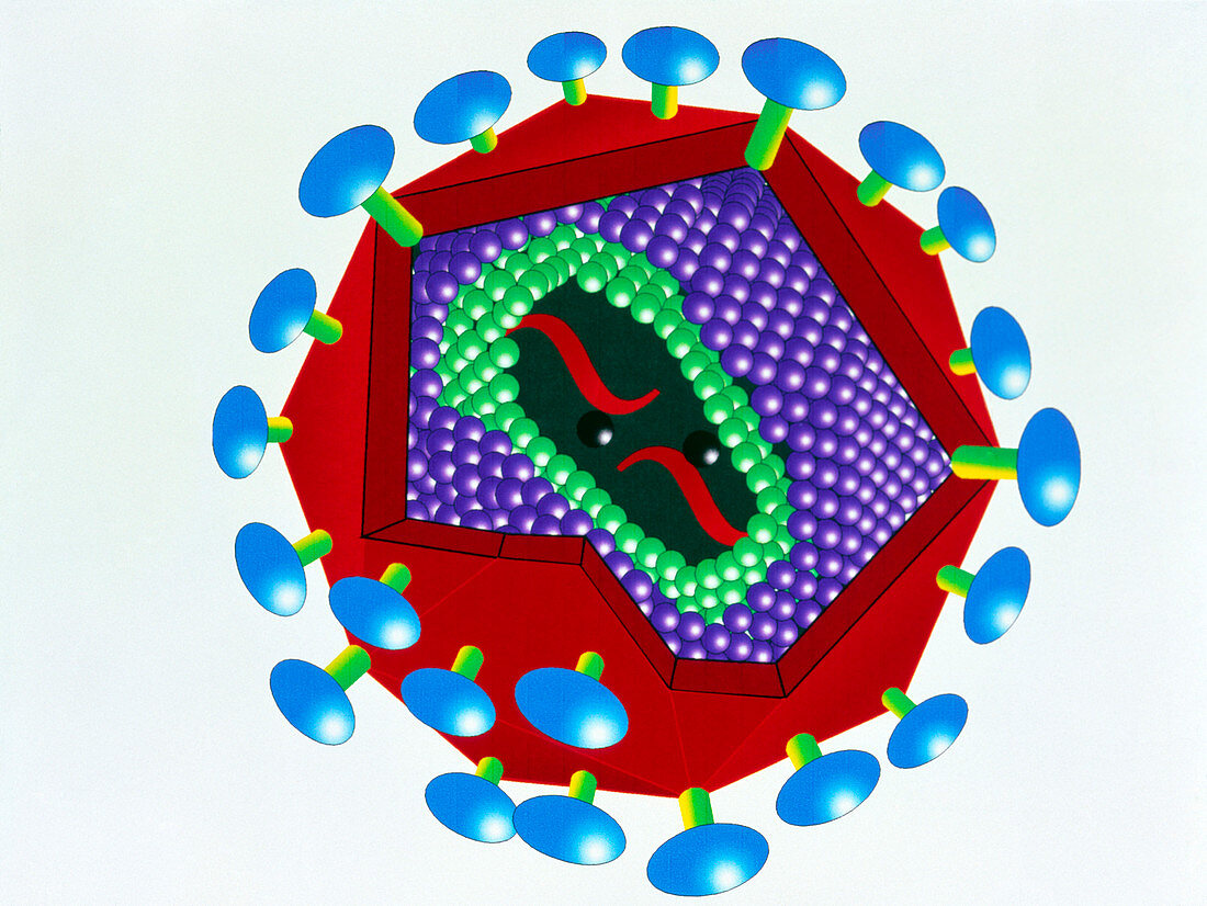 Artwork of the structure of the HIV virus