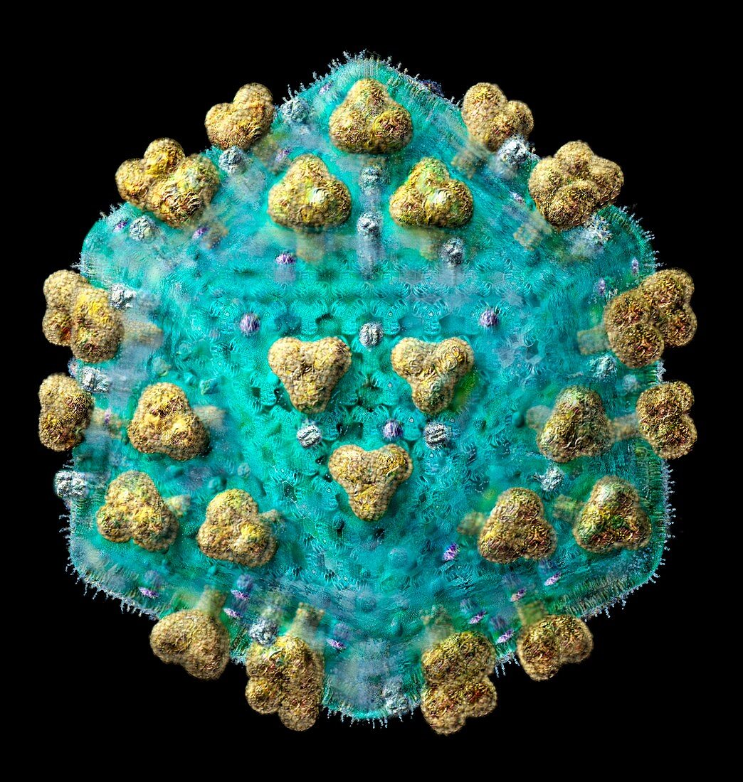 AIDS virus particle external structure