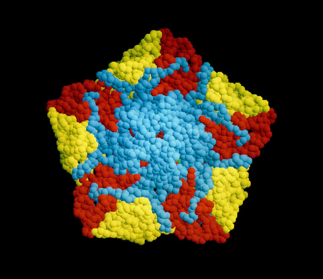 Molecular graphic of polio virus coat proteins