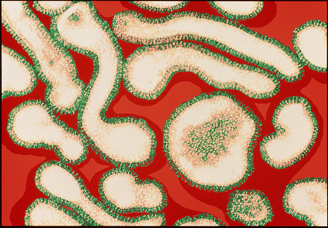 Coloured TEM of a cluster of influenza vi