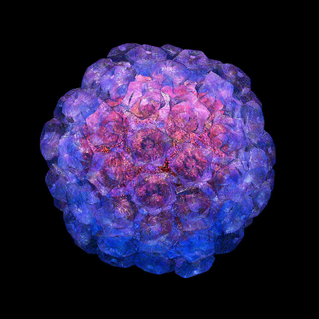 Human papilloma virus,artwork