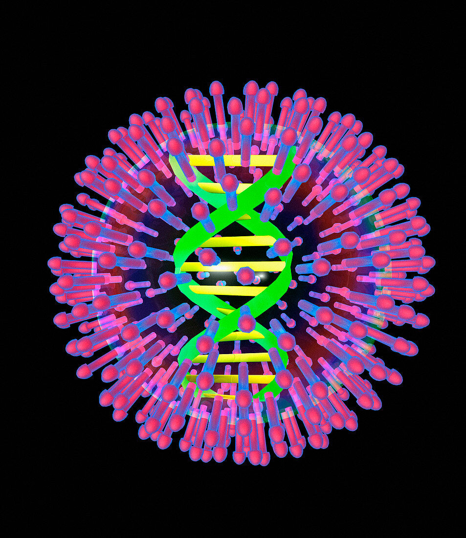 Herpes virus particle,computer artwork