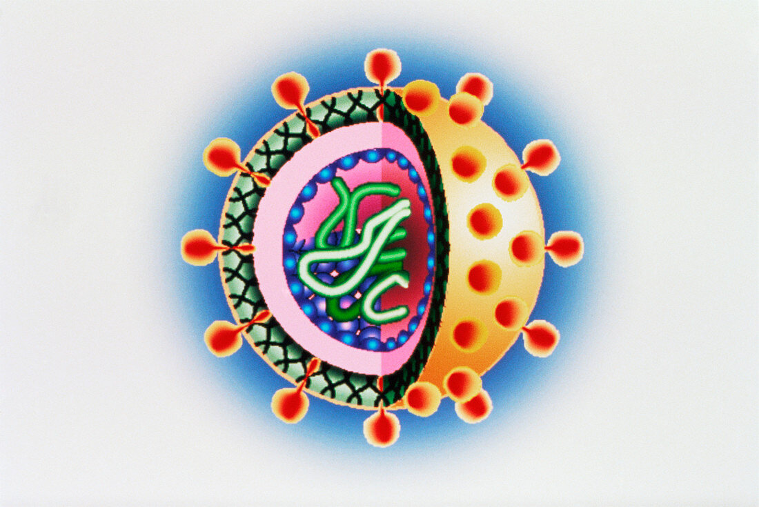 Hepatitis C virus,computer artwork