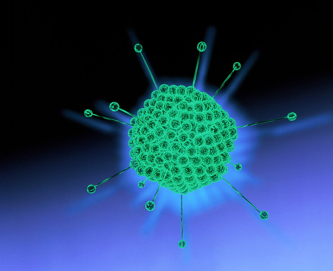 Computer artwork of an adenovirus