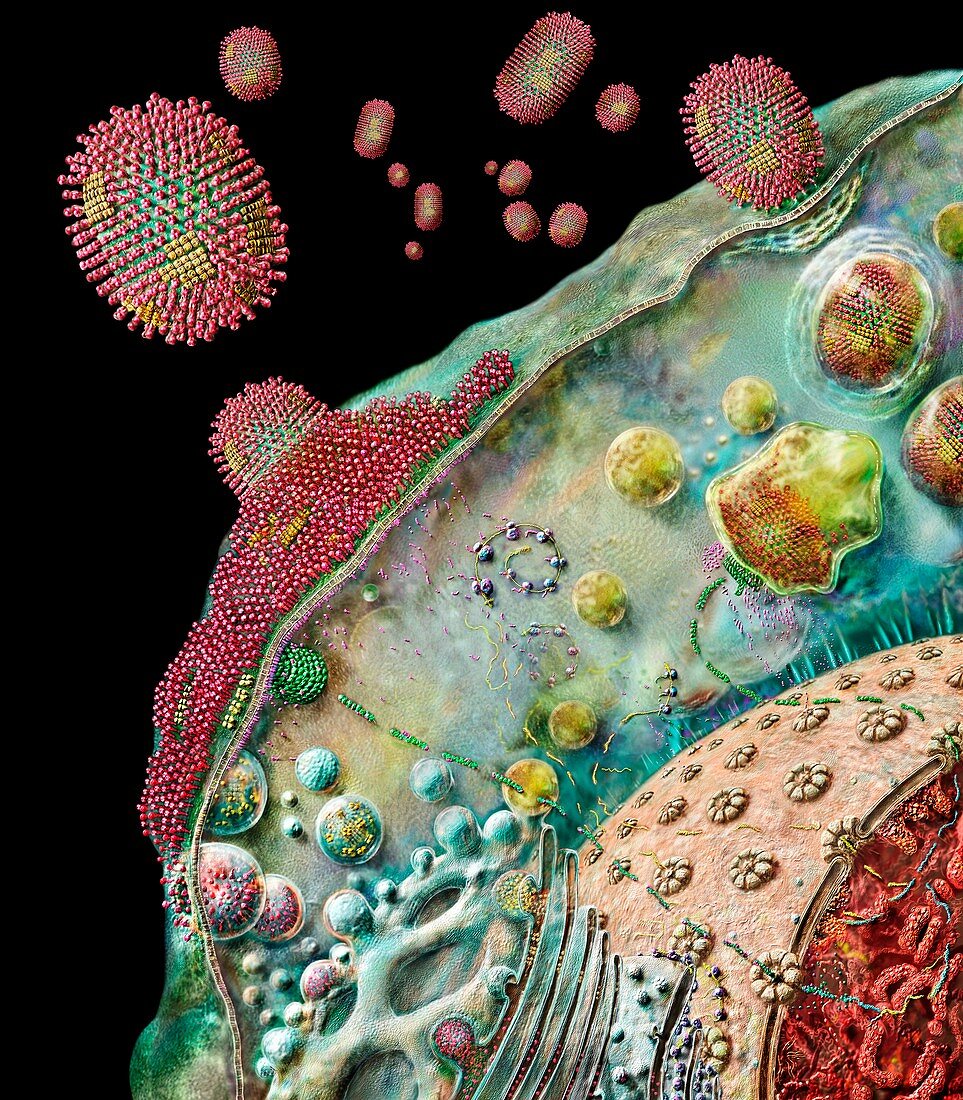 Influenza virus life cycle