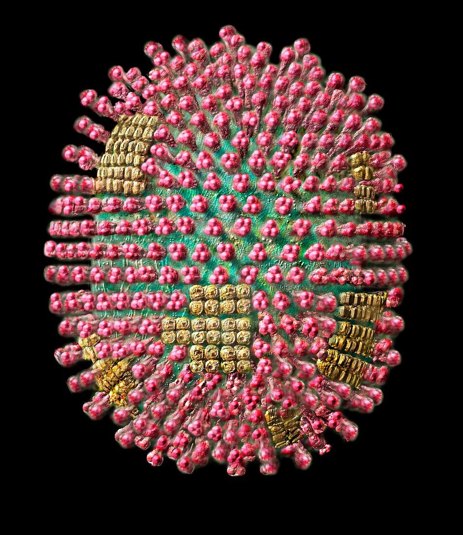 Influenza virus particle,external