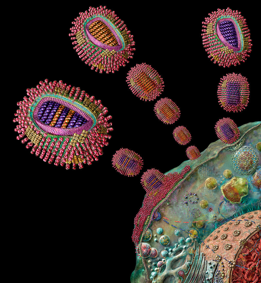 Influenza virus gene exchange