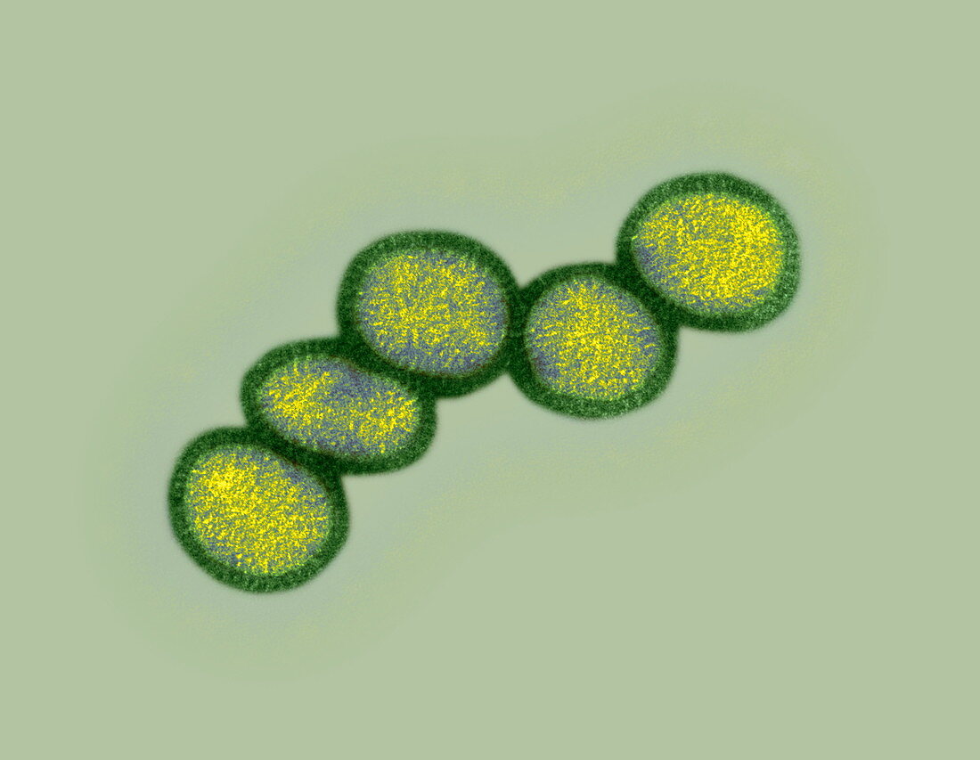 Influenza virus