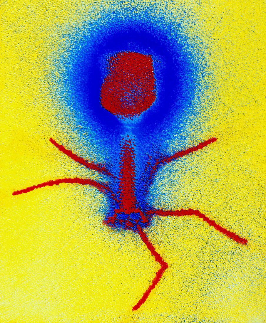False-colour TEM of a T4 bacteriophage