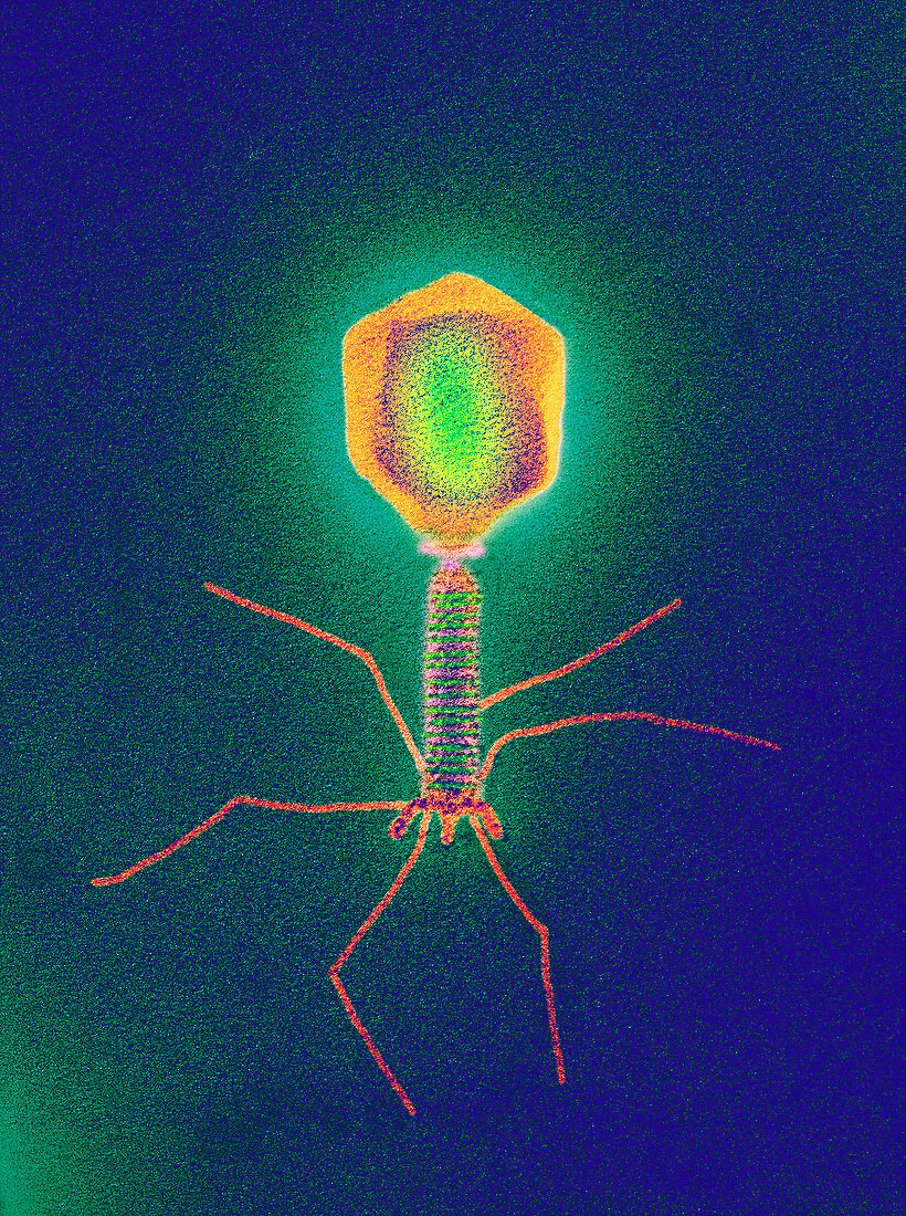 Coloured TEM of a T4 bacteriophage virus