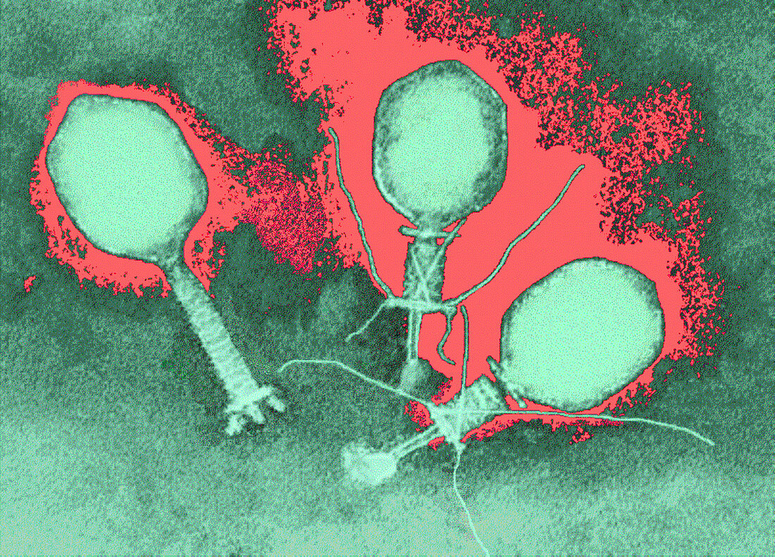 Coloured TEM of T4 bacteriophage viruses