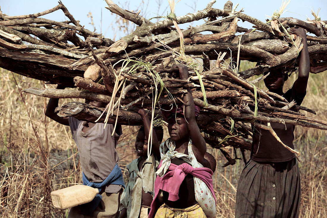 Carrying wood to a refugee camp,Uganda