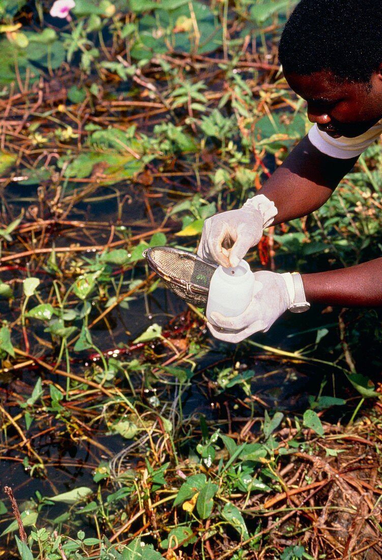 Schistosomiasis survey: technician sampling weeds