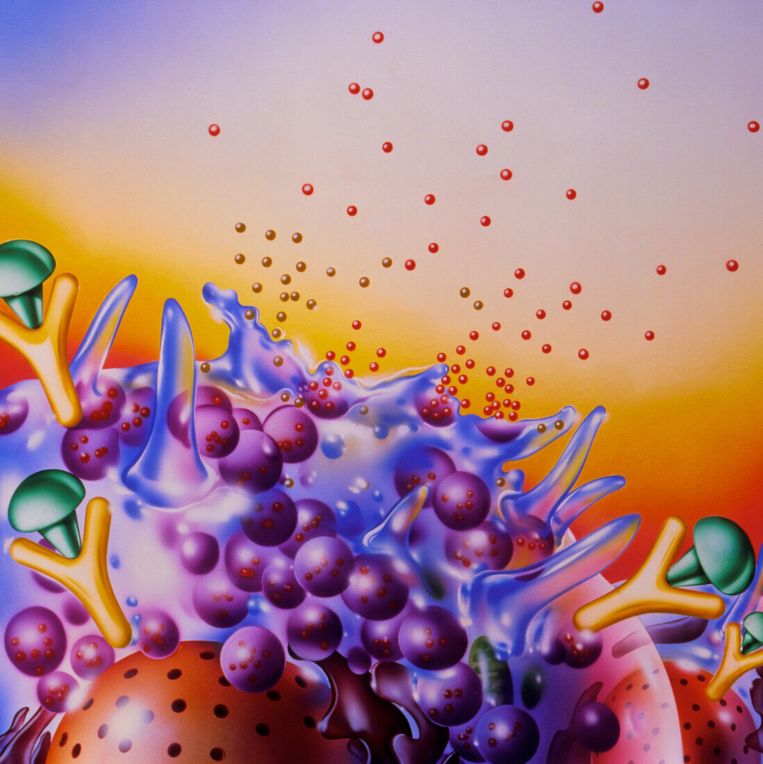 Artwork of mast cells in an allergic response