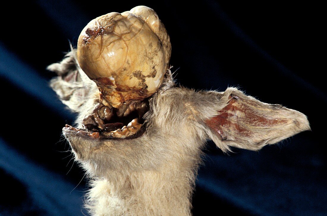 Lamb with birth deformity