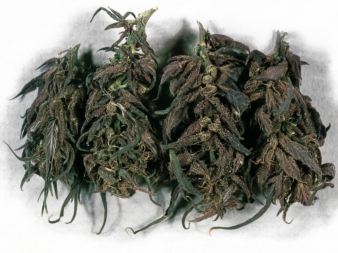 Flowering heads and leaves of Cannabis sativa