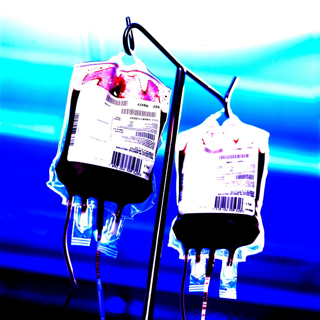 Blood bags on drip stand